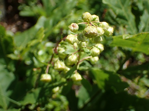 ミヤマオトコヨモギ