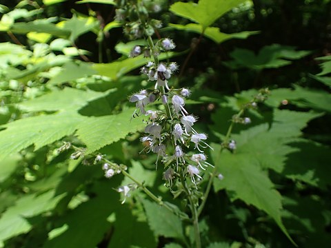 ミヤマタムラソウ