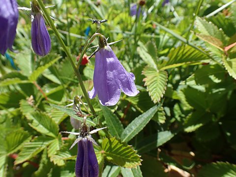オオバナノヒメシャジン