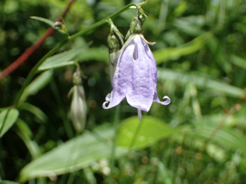 オオバナノヒメシャジン