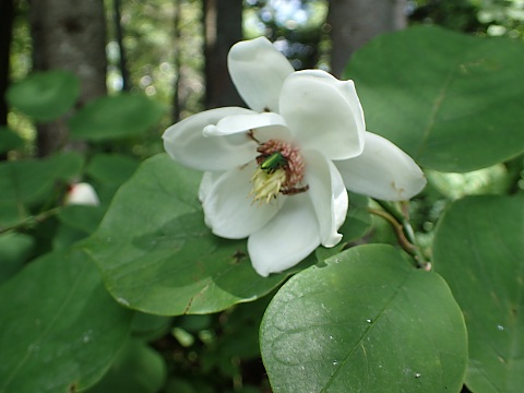 オオヤマレンゲ