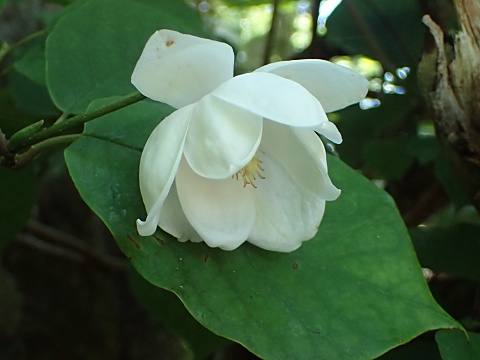 オオヤマレンゲ