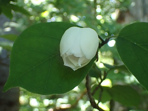 オオヤマレンゲ