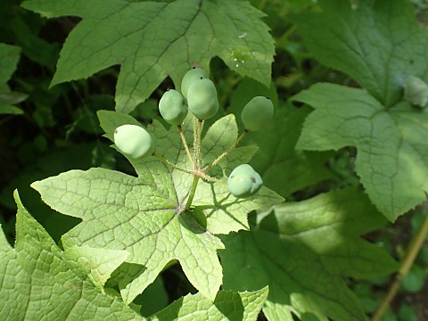 サンカヨウの実