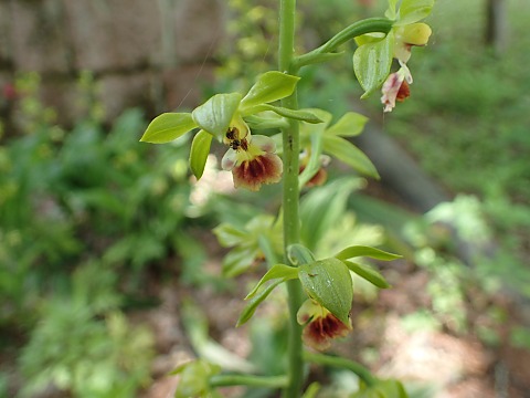 サルメンネビネ