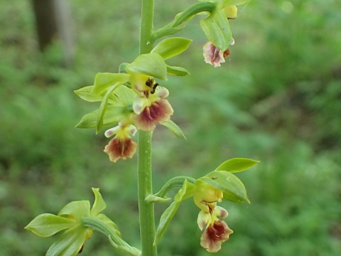 サルメンネビネ