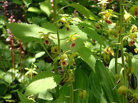 サルメンネビネ