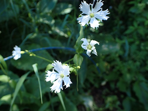 センジュガンピ