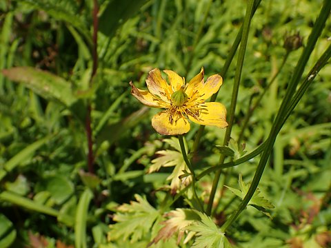 シナノキンバイ