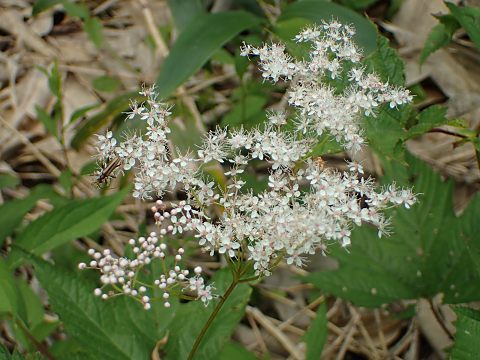 シロバナシモツケソウ