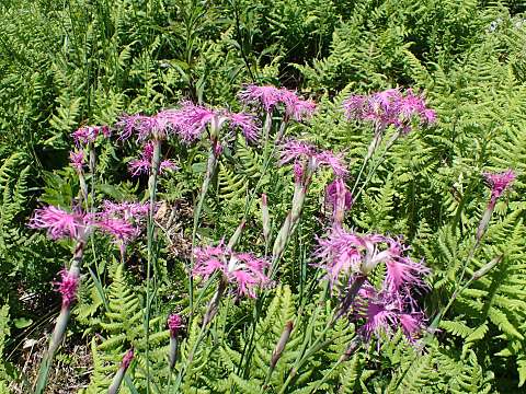 タカネナデシコ