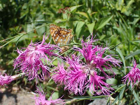 タカネナデシコ