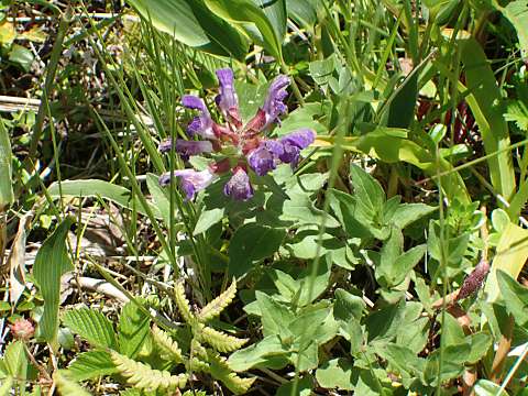 タテヤマウツボグサ