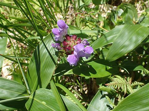 タテヤマウツボグサ