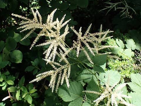 トリアシショウマ