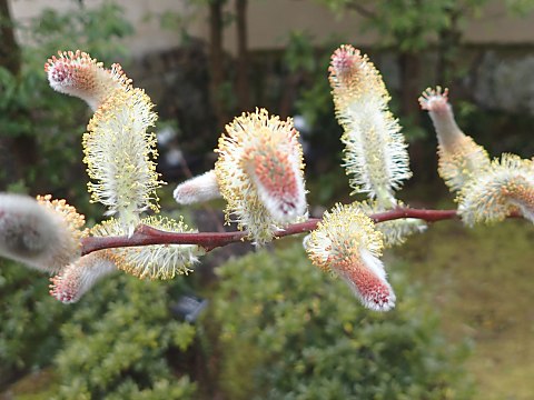 フリソデヤナギ