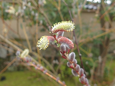 フリソデヤナギ