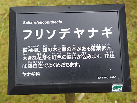 フリソデヤナギ