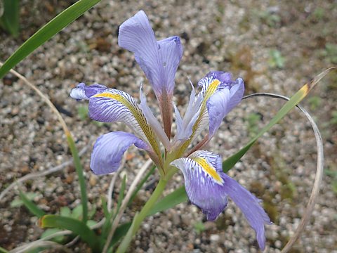 カンザキアヤメ
