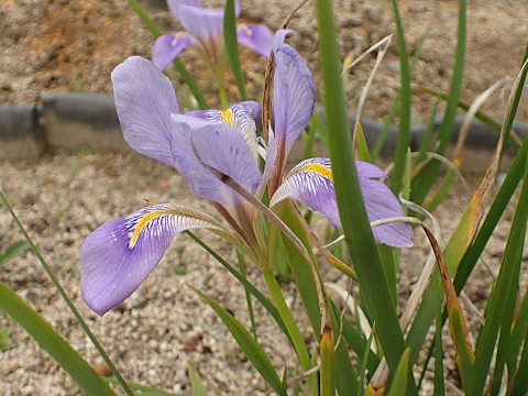 カンザキアヤメ