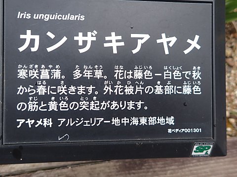カンザキアヤメ