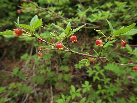 コヨウラクツツジ