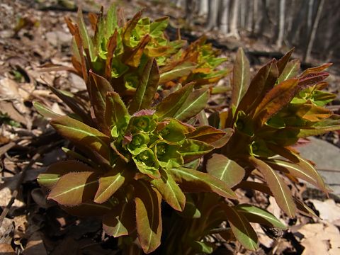 マルミノウルシ