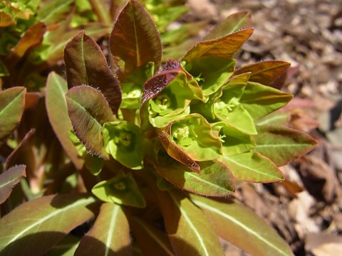 マルミノウルシ