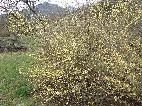 ヒュウガミズキ