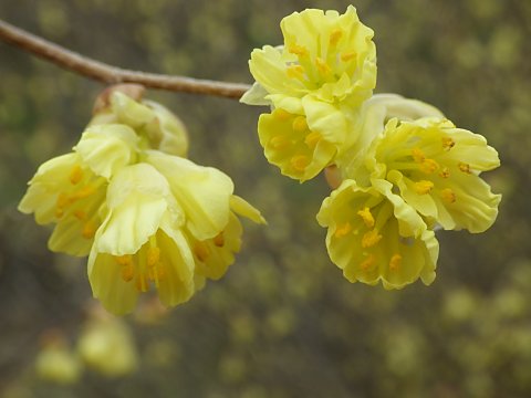 ヒュウガミズキ