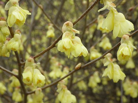 ヒュウガミズキ