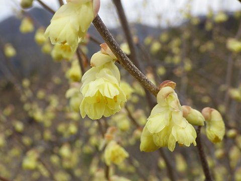 ヒュウガミズキ