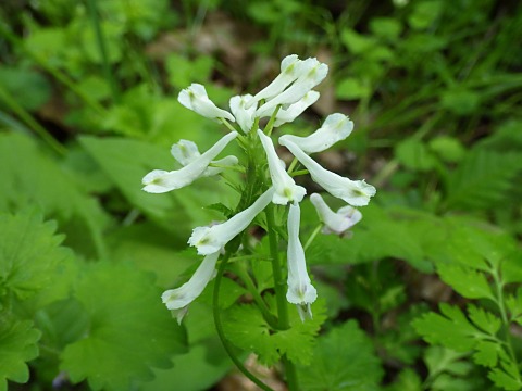 ユキヤブケマン