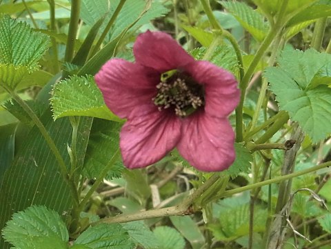 ベニバナイチゴ