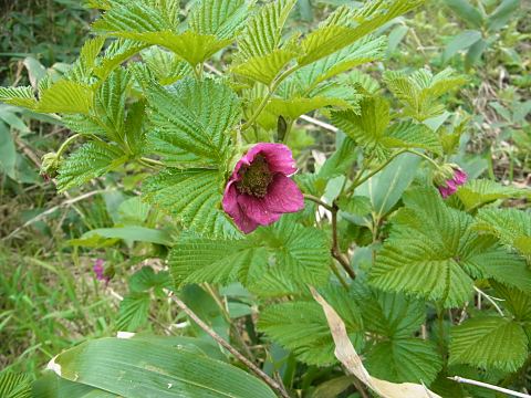 ベニバナイチゴ