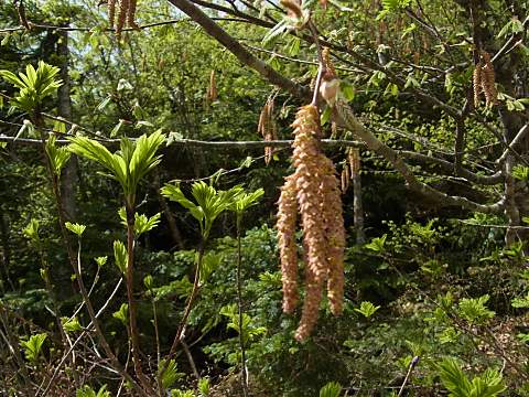ダケカンバの雄花