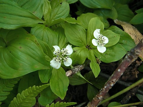 ゴゼンタチバナ