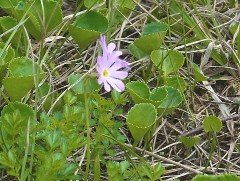 ハクサンコザクラ