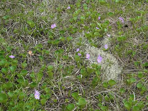 ハクサンコザクラ