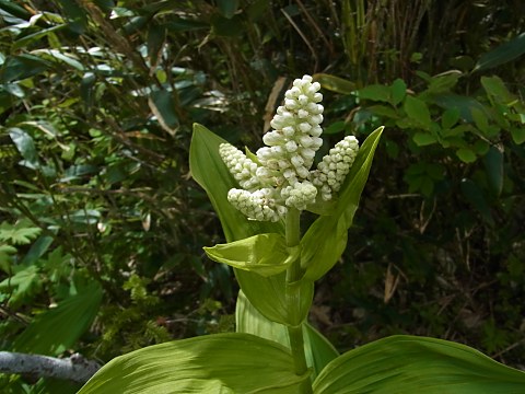 コバイケイソウ