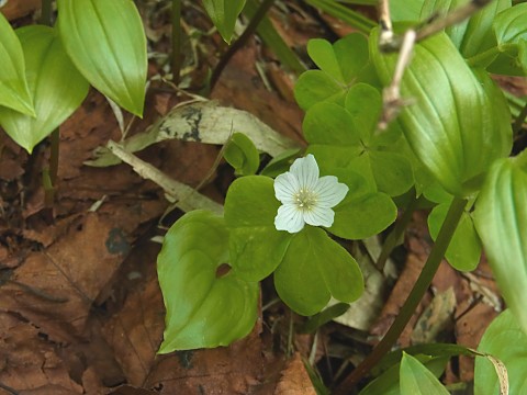 コミヤマカタバミ