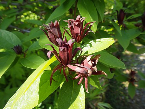 クロバナロウバイ