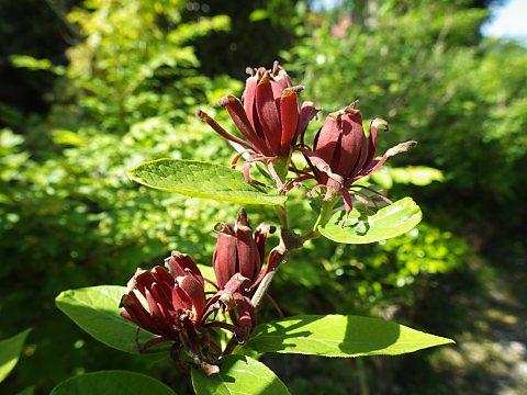 クロバナロウバイ