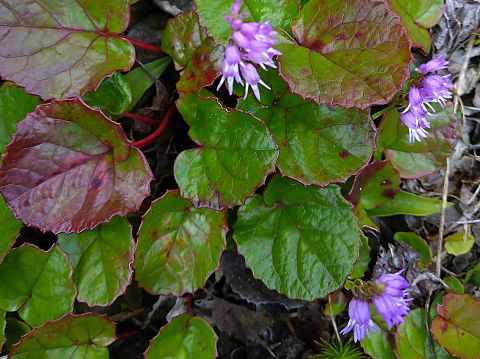 ミヤマモジズリ