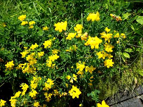 セイヨウミヤコグサ