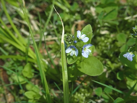 テングクワガタ