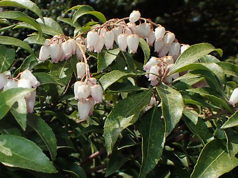 アケボノアセビ