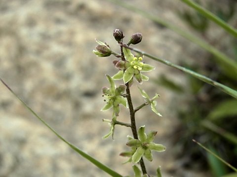 �A�I���M�\�E