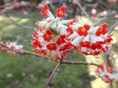 ベニバナミツマタ