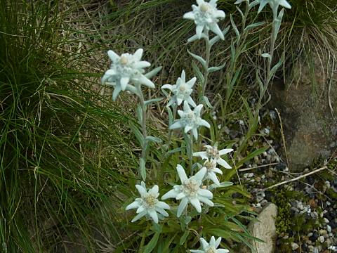 エーデルワイス